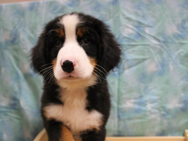 Bernese Mountain Dog DOG Female Black Tan / White 26026 Petland Racine, Wisconsin