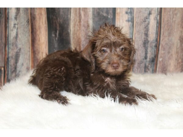 Poodle/Miniature Schnauzer-DOG-Female-Chocolate-16418-Petland Racine, Wisconsin