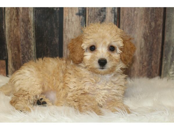 Poodle-DOG-Male-Apricot-16421-Petland Racine, Wisconsin