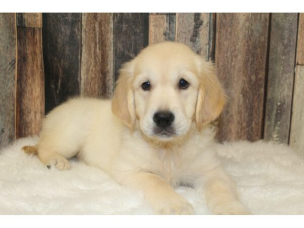 Golden Retriever-DOG-Female-Cream-16423-Petland Racine, Wisconsin