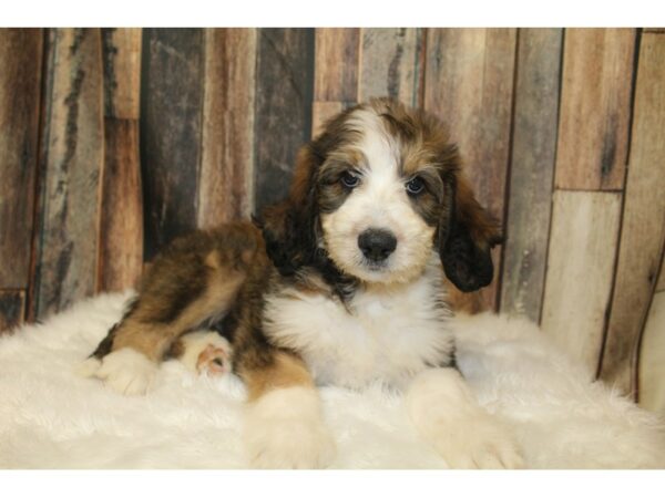 Bernadoodle DOG Male Sable / White 16425 Petland Racine, Wisconsin