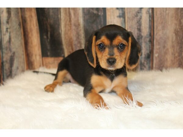 CavaBea DOG Female Tri-Colored 16427 Petland Racine, Wisconsin