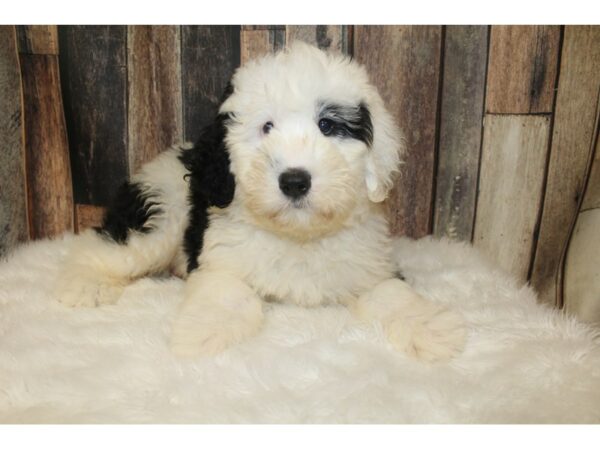 Old English Sheepdog/Poodle-DOG-Male-Black / White-16426-Petland Racine, Wisconsin