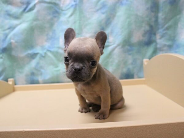 French Bulldog-DOG-Male-BLUE FAWN-26042-Petland Racine, Wisconsin