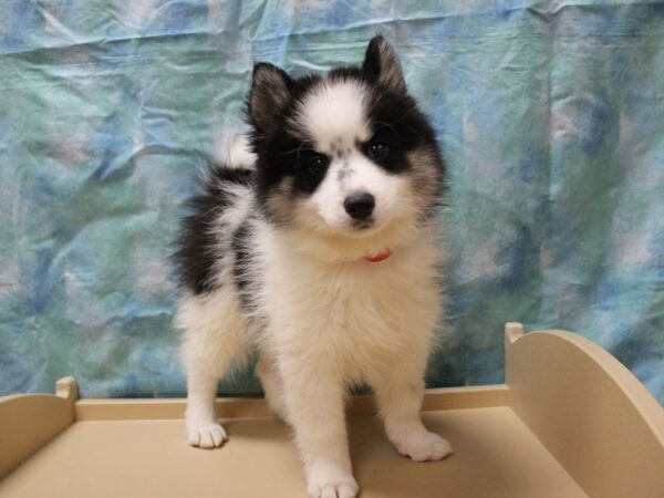 Pomsky 2nd Gen-DOG-Female-Black / White-26043-Petland Racine, Wisconsin