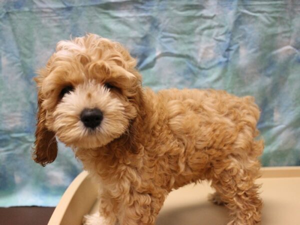 Cockapoo DOG Male Red / White 26044 Petland Racine, Wisconsin