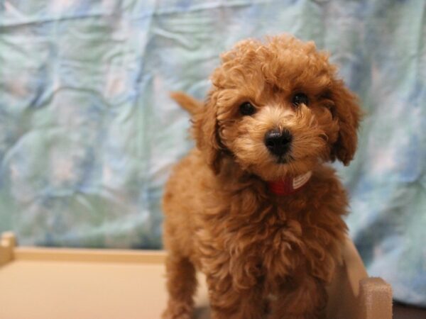 Bichonpoo DOG Female Red 26053 Petland Racine, Wisconsin