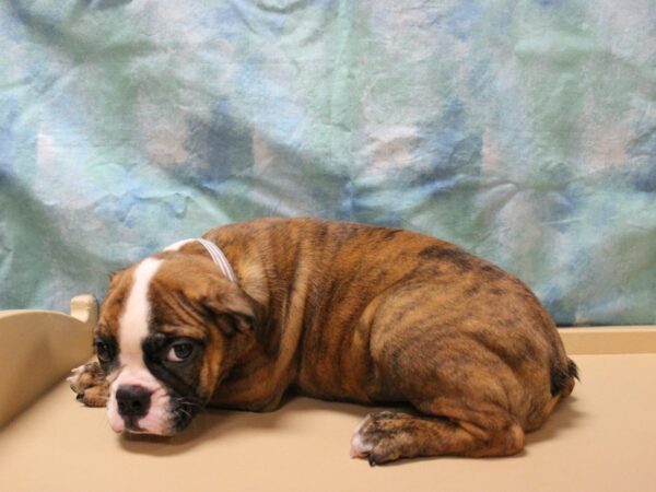 Boston Terrier/English Bulldog-DOG-Male-Brindle / White-26062-Petland Racine, Wisconsin