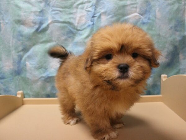 Shihpom DOG Male Brown 26052 Petland Racine, Wisconsin