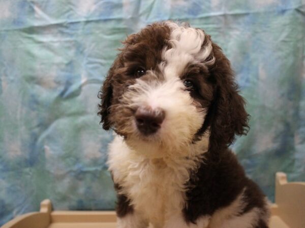 Old English Sheepdog/Poodle-DOG-Female-Chocolate / White-26058-Petland Racine, Wisconsin