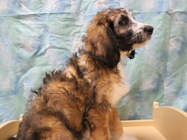 Bernadoodle-DOG-Female-Sable / White-26060-Petland Racine, Wisconsin