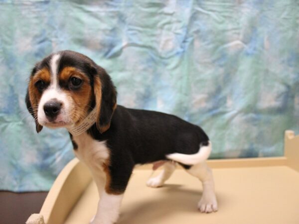 CavaBea DOG Male Tri-Colored 26059 Petland Racine, Wisconsin