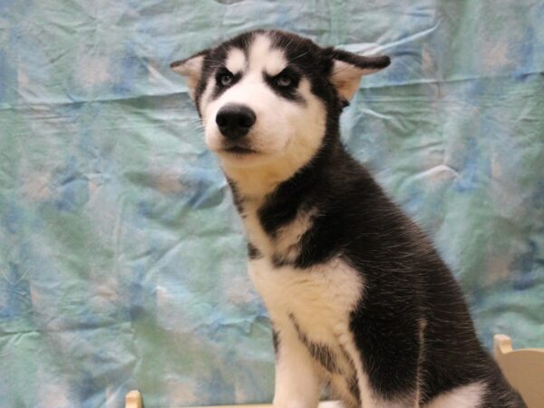 Siberian Husky-DOG-Male-Black / White-26051-Petland Racine, Wisconsin