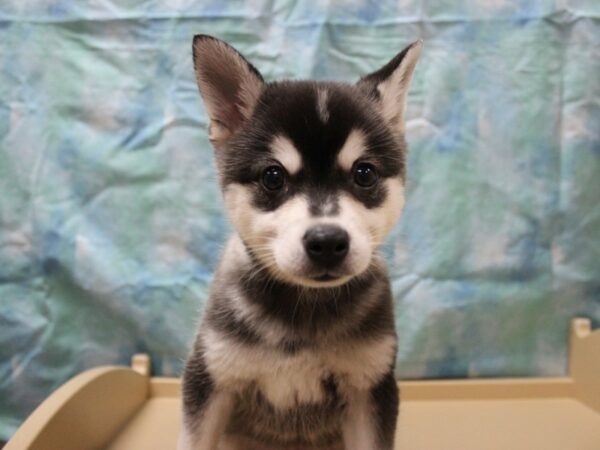 Alaskan Klee Kai-DOG-Male-Black / White-26056-Petland Racine, Wisconsin