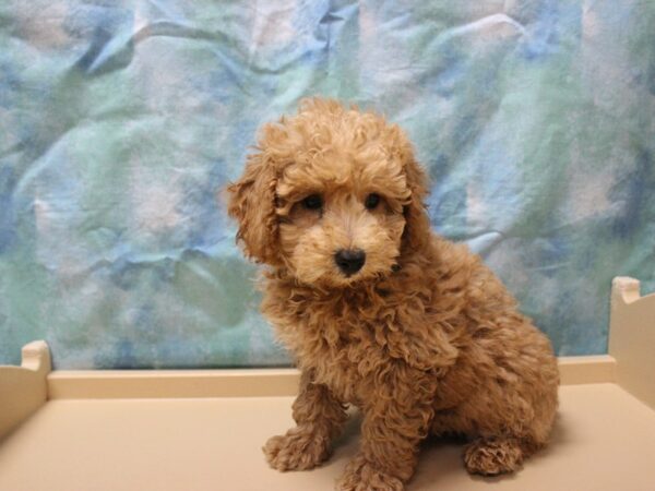 Poodle-DOG-Female-Apricot-26046-Petland Racine, Wisconsin