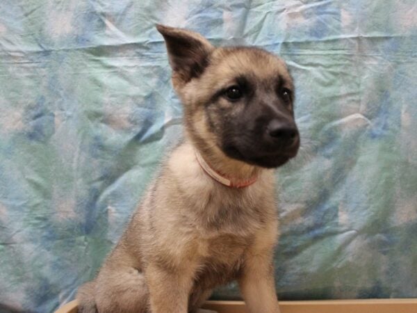 Norwegian Elkhound-DOG-Female-Black / Silver-26057-Petland Racine, Wisconsin