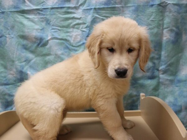 Golden Retriever-DOG-Female-Cream-26054-Petland Racine, Wisconsin