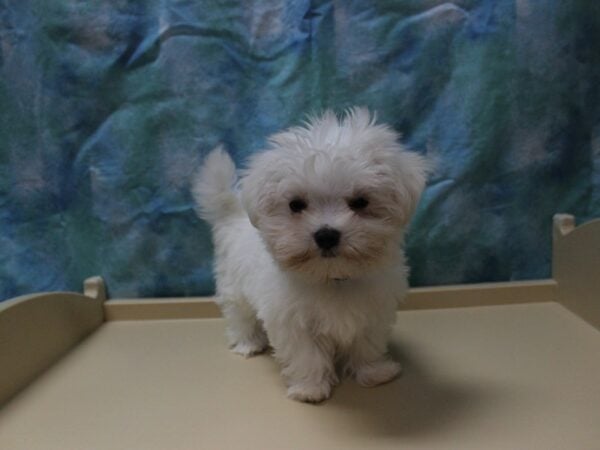 Maltese DOG Female White 26050 Petland Racine, Wisconsin