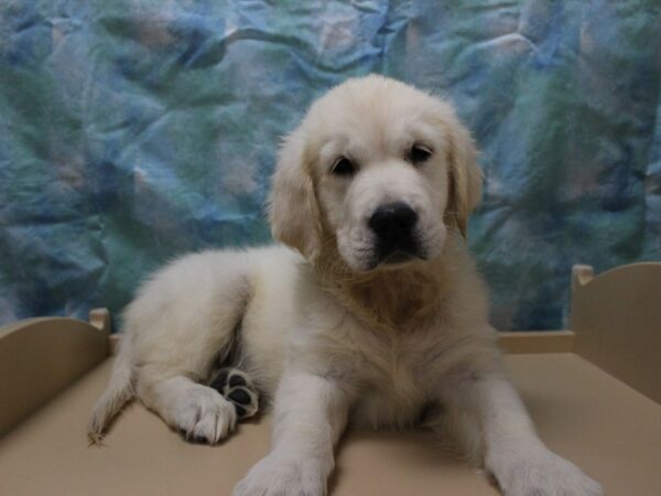 Golden Retriever-DOG-Female-Cream-26055-Petland Racine, Wisconsin