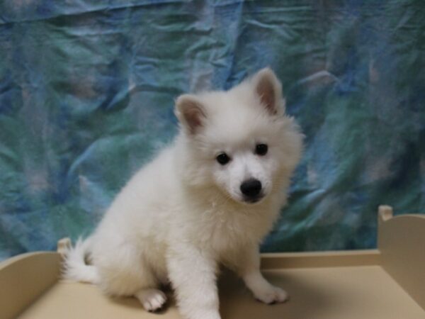 American Eskimo Dog-DOG-Male-White-26047-Petland Racine, Wisconsin