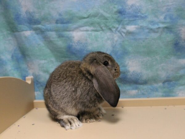 Mini Lop-RABBIT-Female--26064-Petland Racine, Wisconsin