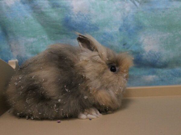 Lionhead-RABBIT-Female--26066-Petland Racine, Wisconsin