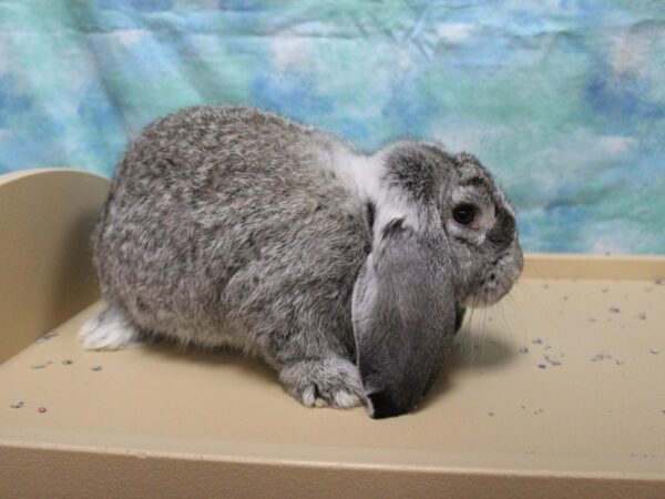 French Lop-RABBIT-Female--26063-Petland Racine, Wisconsin