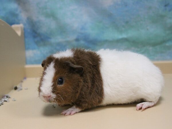 Teddy-GUINEA PIG-Female--26039-Petland Racine, Wisconsin