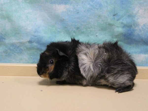 Abyssinian Guinea Pig-GUINEA PIG-Female--26068-Petland Racine, Wisconsin