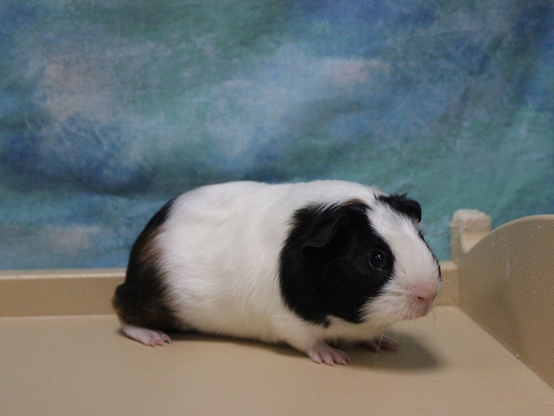 American Guinea Pig