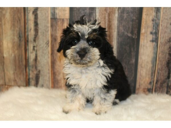 Aussiepoo-DOG-Female-Black / White-16436-Petland Racine, Wisconsin