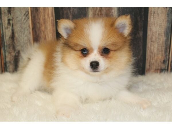 Pomeranian-DOG-Male-Chocolate / White-16439-Petland Racine, Wisconsin