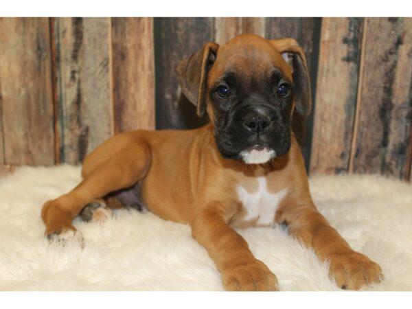 Boxer DOG Male Mahogany 16441 Petland Racine, Wisconsin