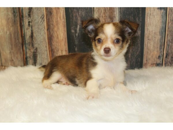 Chihuahua DOG Male Chocolate 16442 Petland Racine, Wisconsin