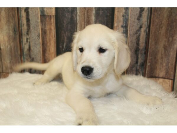 Golden Retriever-DOG-Male-Cream-16443-Petland Racine, Wisconsin