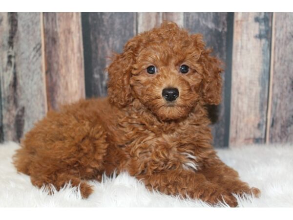 Poodle-DOG-Male-Red-16448-Petland Racine, Wisconsin