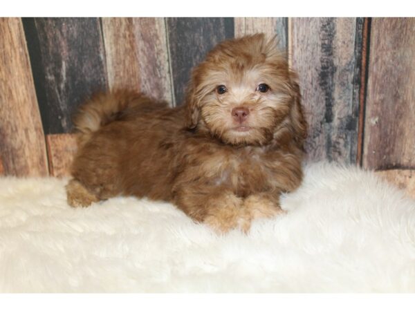 Havapoo-DOG-Female-Chocolate-16451-Petland Racine, Wisconsin