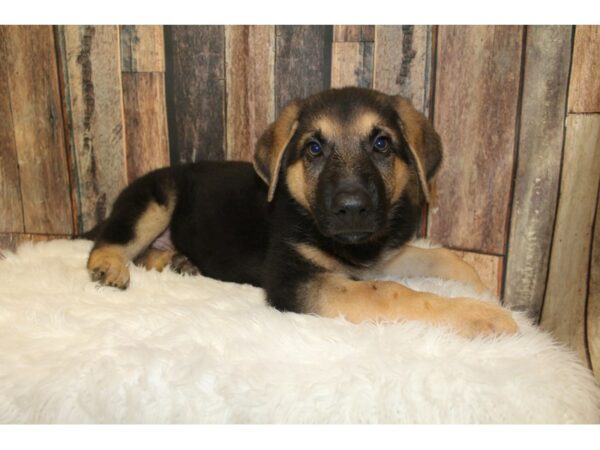 German Shepherd DOG Male Black/Tan 16452 Petland Racine, Wisconsin