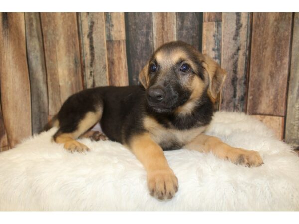 German Shepherd-DOG-Female-Black/Tan-16453-Petland Racine, Wisconsin