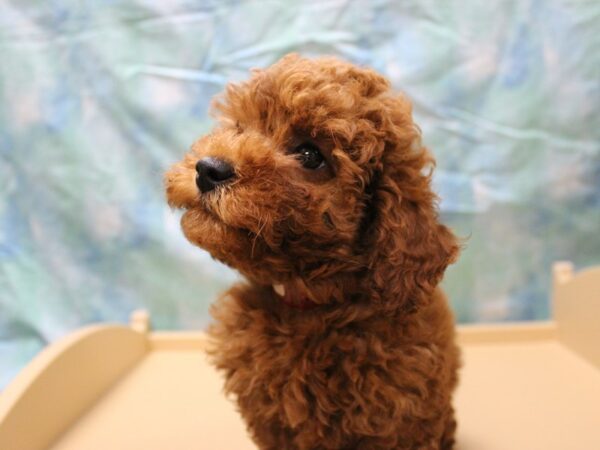 Poodle-DOG-Female-Red-26083-Petland Racine, Wisconsin