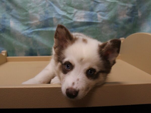 Pomsky 2nd Gen-DOG-Female-Brown / White-26088-Petland Racine, Wisconsin