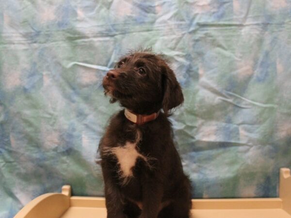 Labradoodle Mini-DOG-Female-Chocolate-26089-Petland Racine, Wisconsin