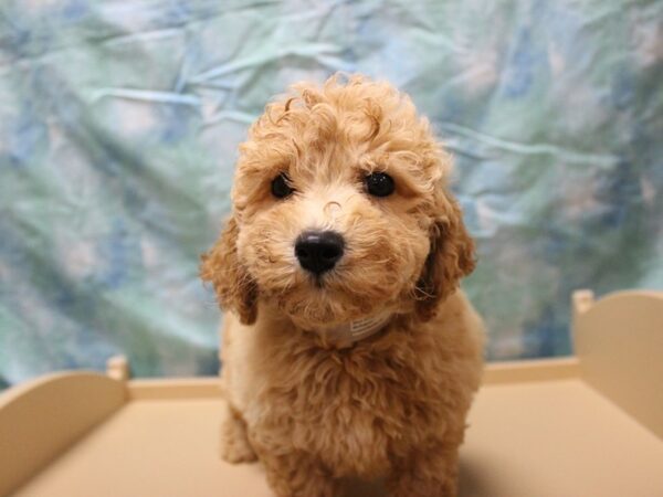 Bichonpoo DOG Male Apricot 26078 Petland Racine, Wisconsin