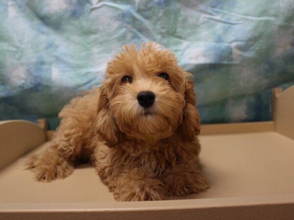 Cavachon-Poo-DOG-Male-APCT-26092-Petland Racine, Wisconsin