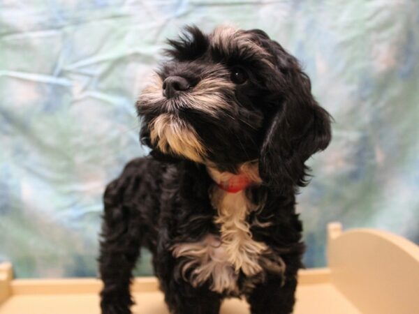 Cockapoo 2nd gen-DOG-Female-Black / White-26085-Petland Racine, Wisconsin