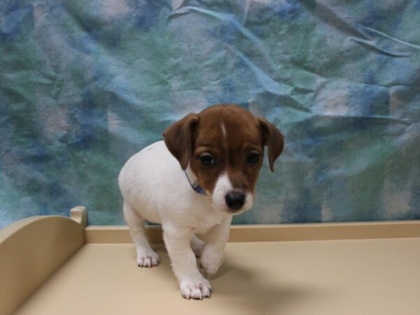 Jack Russell Terrier DOG Female BRN/WH 26097 Petland Racine, Wisconsin