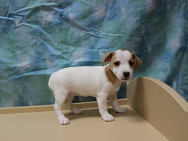 Jack Russell Terrier-DOG-Female-BRN/WH-26098-Petland Racine, Wisconsin