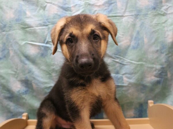 German Shepherd DOG Male BLK/TAN 26099 Petland Racine, Wisconsin