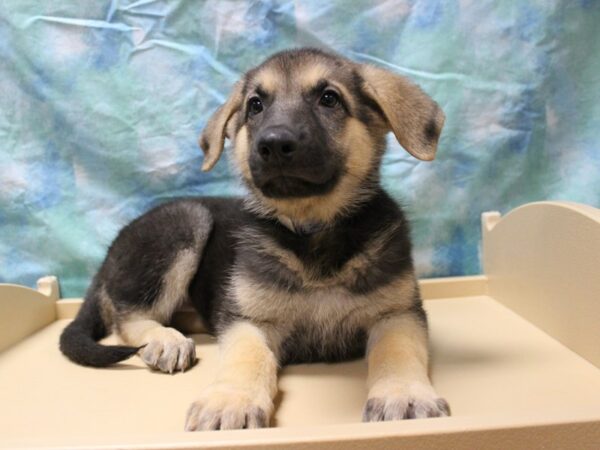 German Shepherd-DOG-Female-BLK/TAN-26100-Petland Racine, Wisconsin