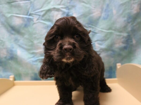 Cocker Spaniel-DOG-Male-Chocolate-26086-Petland Racine, Wisconsin